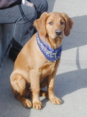 Nigel