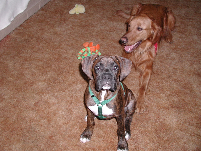 Puck and Nigel
