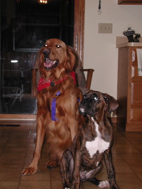Nigel and Puck