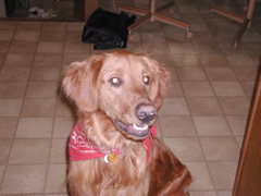 Nigel