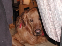 Nigel