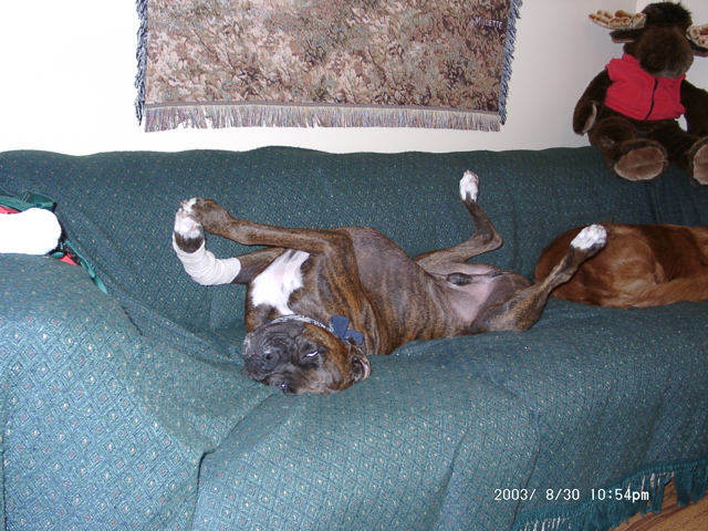 Puck, lounging at the cabin