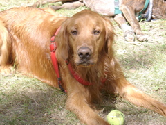 Nigel