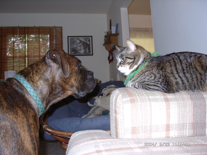 Will you be my kitty?