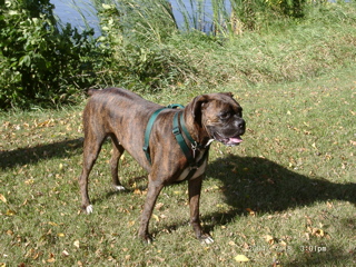 Puck
