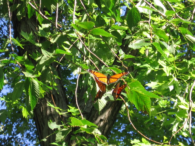 Butterflies