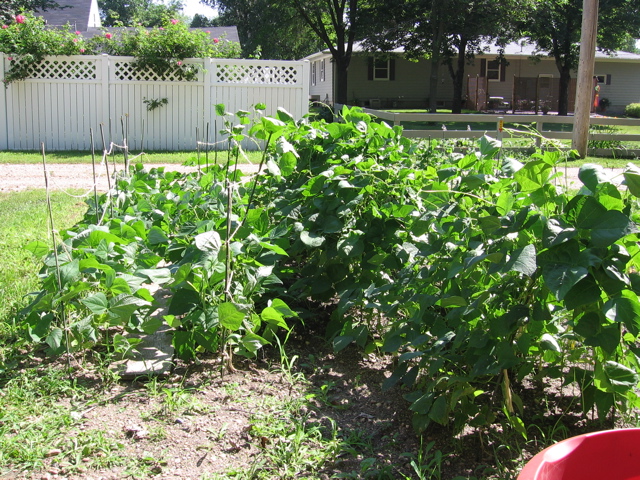 Vegetable Garden - Beans