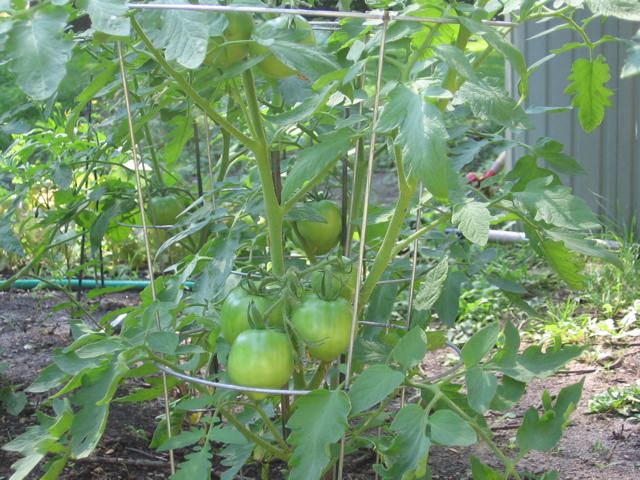 Tomatoes
