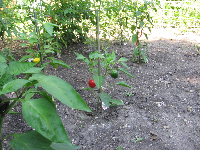 Cherry bomb, hungarian, and cayenne peppers