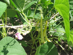 Vegetable Garden - Yellow Beans