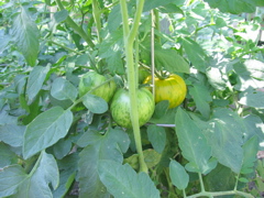 Striped tomatoes