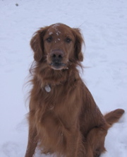 Nigel