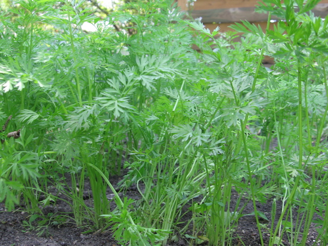 Carrots