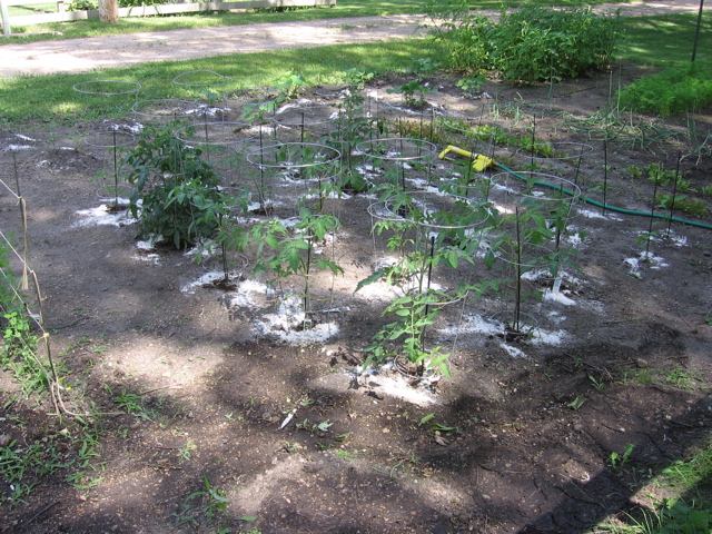 Tomatoes