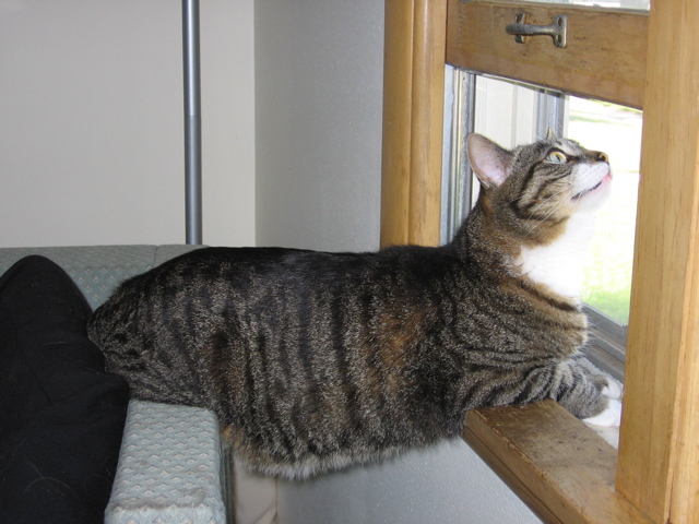 Strange Cat