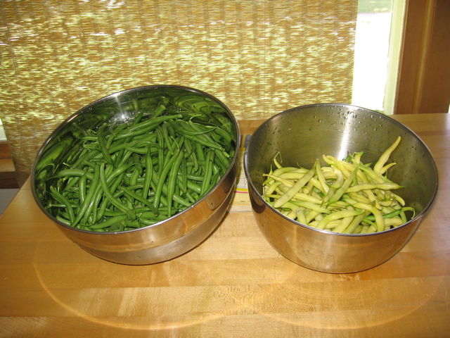 Beans from our garden