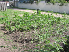 July 13th - peas and beans