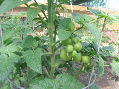 Tomatoes