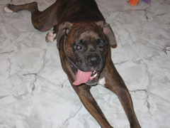 Puck
