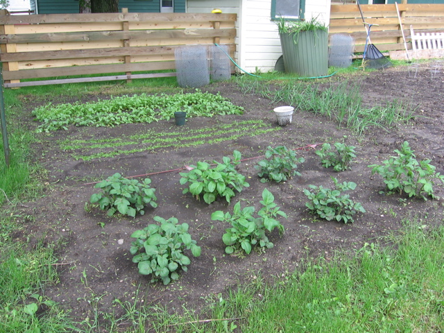 Potatoes, carrots, and radishes