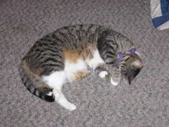 George sleeping