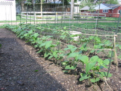 Beans - June 20