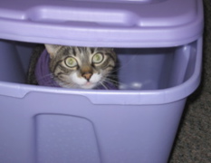 George in a tote