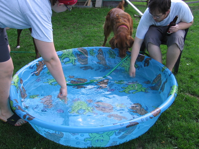 We bought the dogs a swimming pool for the summer