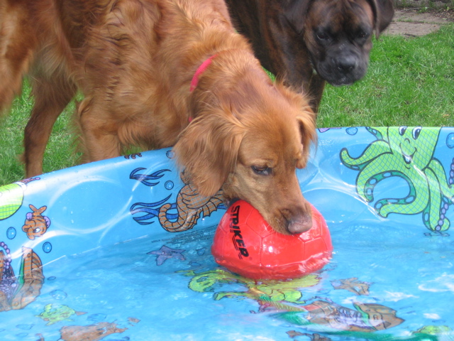 Nigel just knew that his ball did not belong in the water.