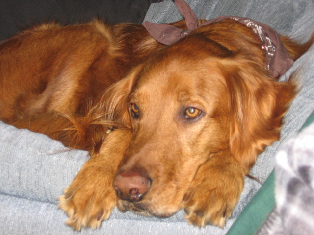 Nigel