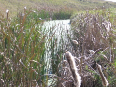 Wetlands