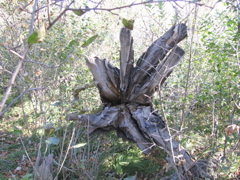 Stump