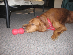 Nigel