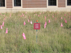 "Native Prairie Plants"