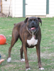 A great shot of Puck