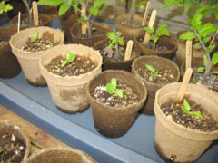 Eggplants