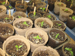 More eggplants