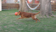 Another action shot