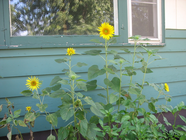 Sunflowers