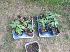 Papayas!