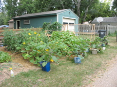 Garden in Back