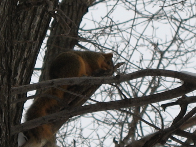 Red Squirrel
