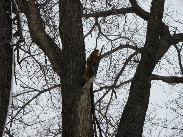 The Squirrel