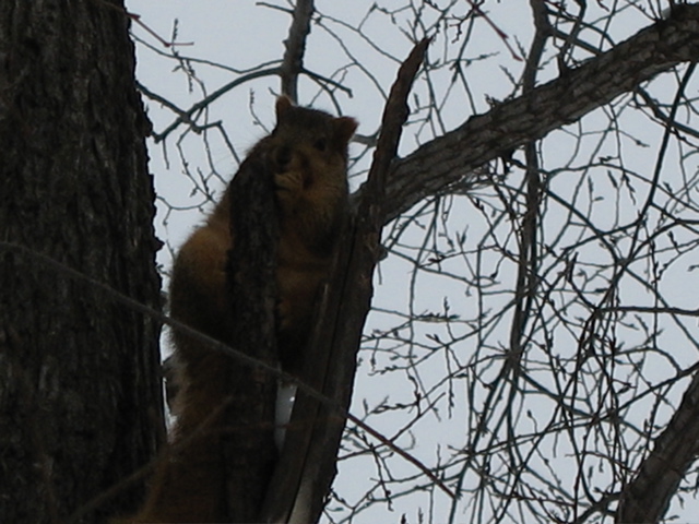 Close-up of Squirrel