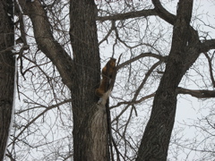 The Squirrel