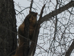 Close-up of Squirrel