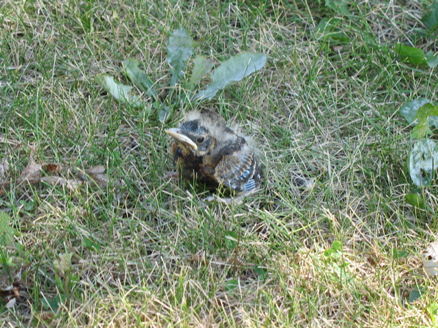 Baby Bird
