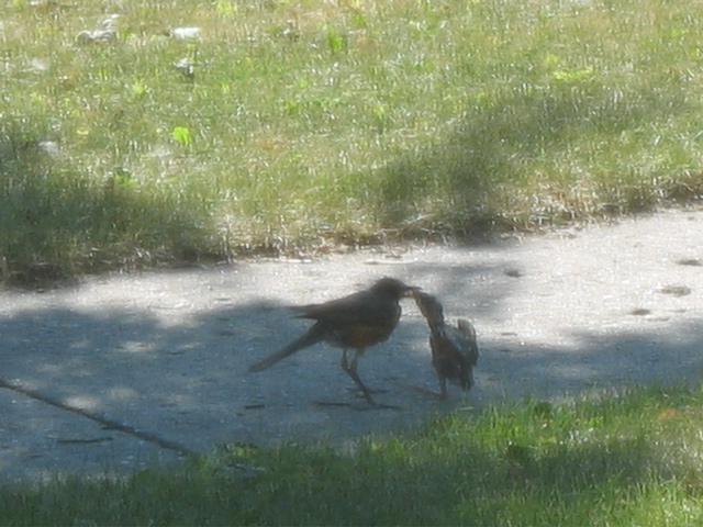 Feeding Time