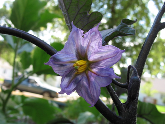 Eggplant Flower