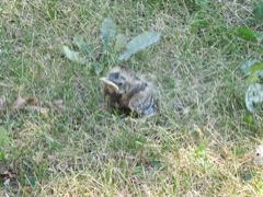 Baby Bird